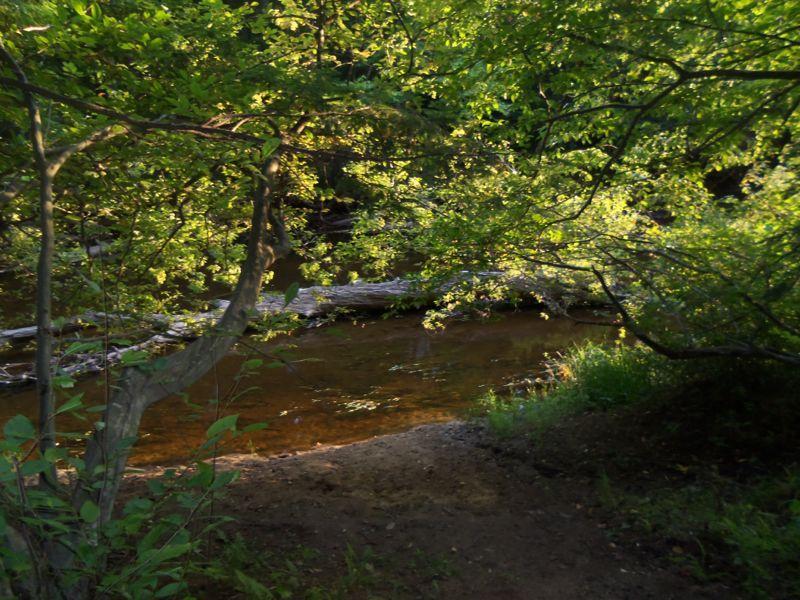 A serene view of a shallow river surrounded by lush green trees, with sunlight filtering through the leaves. The water reflects the greenery, and a fallen log rests partially submerged in the river. The riverbank is sandy, leading into the tranquil scene. Bear Brook mountain bike trail.