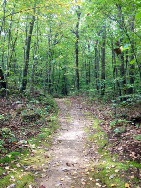 A dirt path winding through a dense, lush forest with green foliage and scattered autumn leaves on the ground. Mahlon Dickerson mountain bike trail.