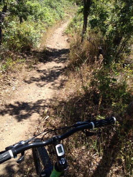 A view from the handlebars of a mountain bike on a narrow dirt trail surrounded by greenery, with sunlight filtering through the trees. The trail winds ahead, showcasing a mix of dirt and grass and hints of foliage on either side. Sardine Peak Loop mountain bike trail.