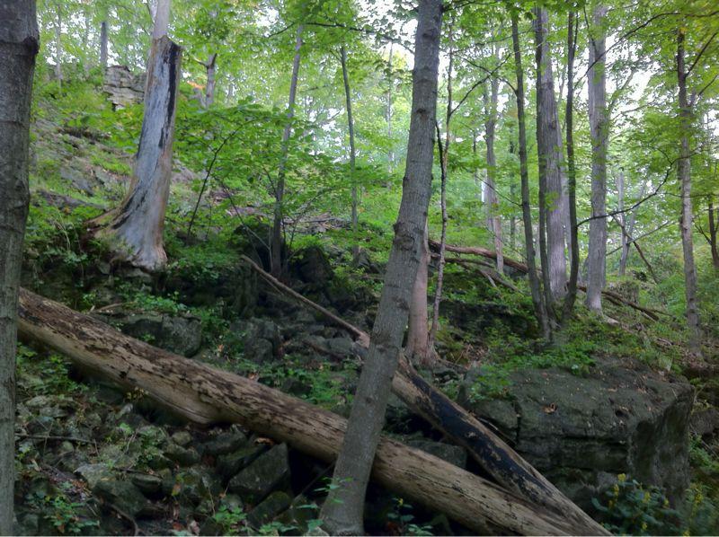 A dense forest scene featuring tall trees with lush green leaves, sloping rocks, and fallen logs scattered on the forest floor. The background is filled with a variety of vegetation, creating a vibrant natural environment. Rockcliffe Waterdown mountain bike trail.
