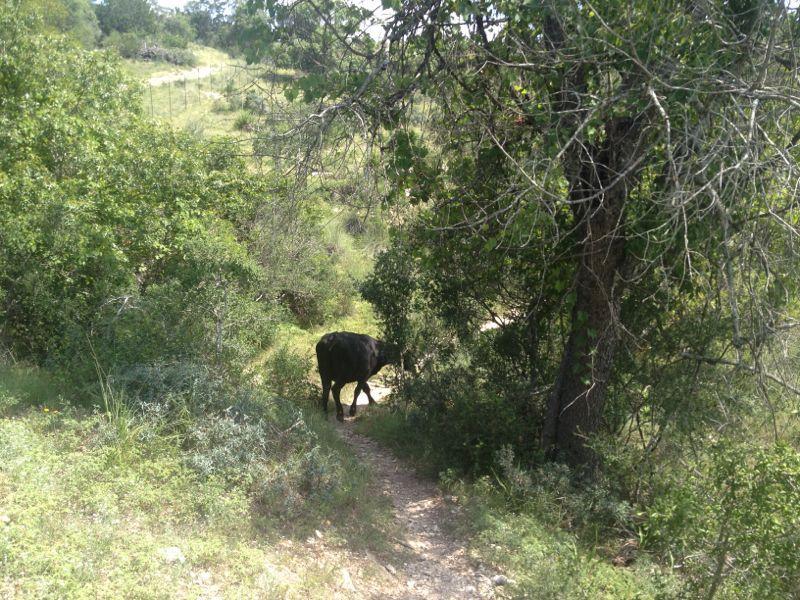 A black cow walking along a narrow dirt path surrounded by greenery and trees in a rural setting. Flat Rock Ranch mountain bike trail.