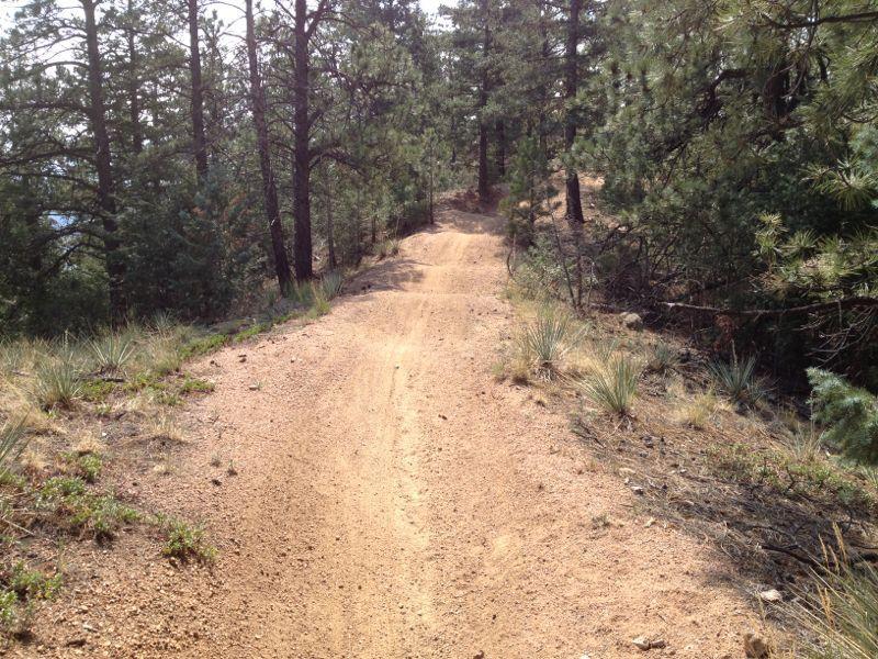 A dirt trail winding through a forest, bordered by tall pine trees and patches of grass. The sun casts a warm light, illuminating the path and surrounding greenery. Captain Jack's mountain bike trail.
