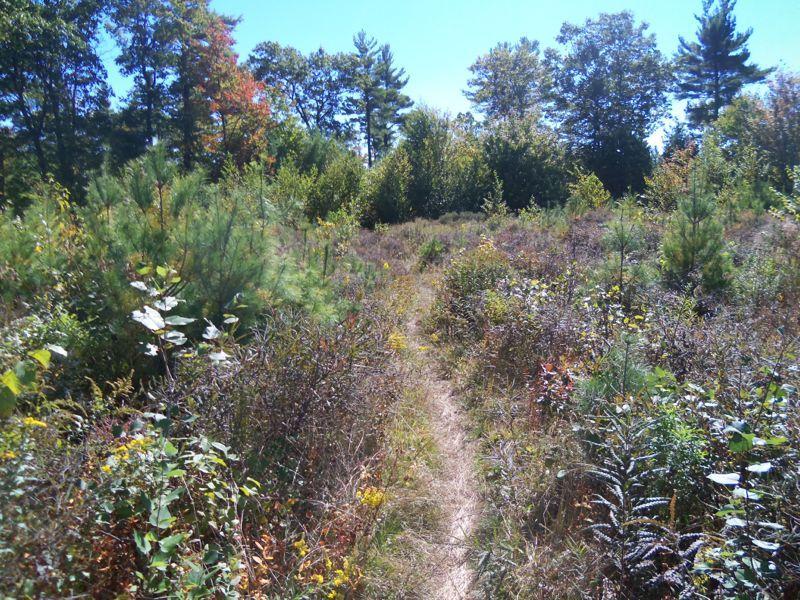 A narrow dirt path winding through a lush, green landscape filled with various shrubs and trees under a clear blue sky, indicating a sunny day. The scene captures a natural setting with hints of autumn colors in the foliage. Bear Brook mountain bike trail.