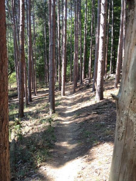 A narrow dirt path winds through a forest of tall, straight trees. Sunlight filters through the leaves, casting dappled shadows on the ground. The scene conveys a sense of tranquility and natural beauty. North Park mountain bike trail.