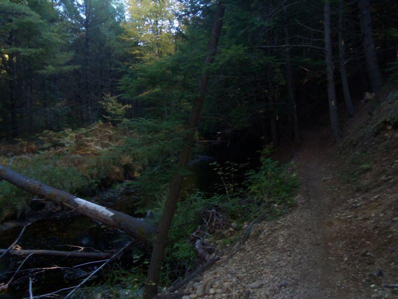 A serene forest scene featuring a narrow dirt path alongside a small stream, surrounded by tall trees and lush greenery. Sunlight filters through the leaves, creating a peaceful atmosphere. A fallen tree lies across the path, adding to the natural setting. Bear Brook mountain bike trail.