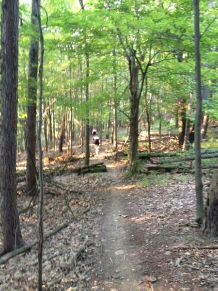 A winding dirt path through a lush green forest, with sunlight filtering through the trees. In the distance, two individuals are walking along the trail, surrounded by tall trees and fallen leaves. North Park mountain bike trail.