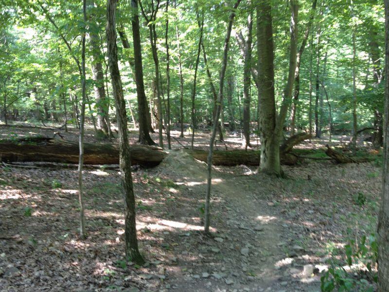 A winding trail through a lush green forest, surrounded by tall trees and scattered logs on the ground, with sunlight filtering through the leaves. North Park mountain bike trail.