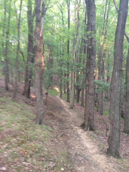 A winding dirt trail meanders through a dense forest, surrounded by tall trees with green foliage. Sunlight filters through the branches, casting soft shadows on the ground. The path leads into the depth of the woods, inviting exploration. North Park mountain bike trail.