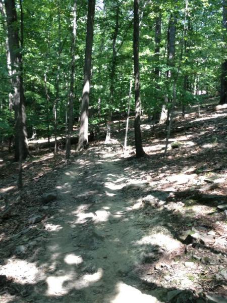 A winding dirt path through a dense forest, surrounded by tall trees with vibrant green leaves and scattered rocks along the trail. Sunlight filters through the canopy, casting dappled shadows on the ground. North Park mountain bike trail.