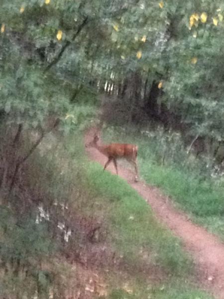 A deer walking along a narrow path surrounded by trees and greenery in a forested area. North Park mountain bike trail.