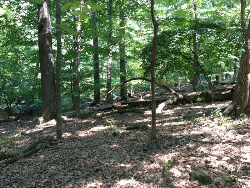 A sunlit forest scene with tall trees, green foliage, and a carpet of fallen leaves. The ground is scattered with logs and twigs, creating a natural, serene atmosphere. Sunlight filters through the leaves, casting soft shadows on the forest floor. North Park mountain bike trail.