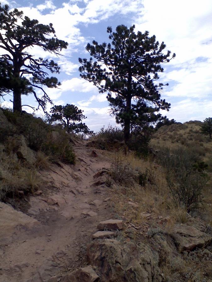 A rocky, sandy hiking trail leading through a natural landscape, flanked by tall pine trees and sparse vegetation, under a partly cloudy sky. Coyote Ridge mountain bike trail.