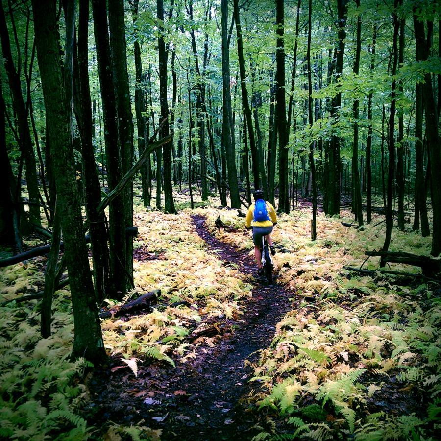 A person riding a mountain bike on a narrow trail surrounded by tall, green trees and lush ferns in a forest. The cyclist is wearing a yellow jacket and a blue backpack, heading away from the camera along the winding path through the vibrant foliage. Big Bear Lake Trail Center mountain bike trail.