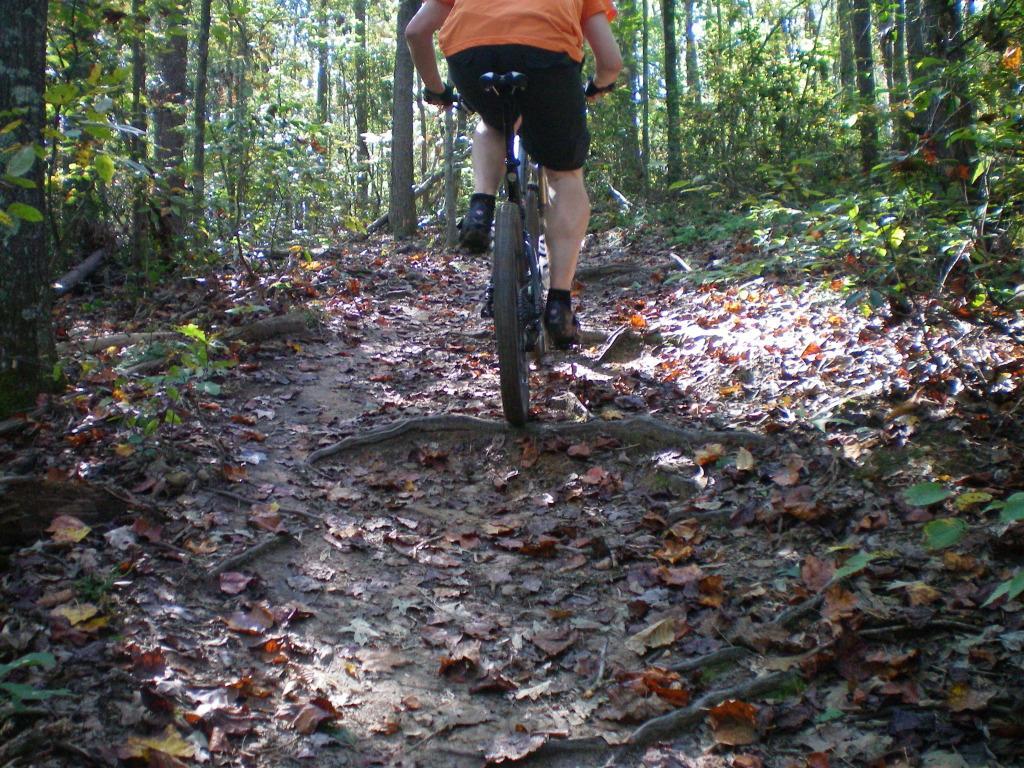 A person riding a mountain bike on a narrow forest trail covered with fallen leaves, surrounded by trees and lush greenery. The rider is seen from behind, wearing an orange shirt and black shorts. The trail has visible roots and uneven terrain, indicating a rugged biking experience. Walnut Creek mountain bike trail.