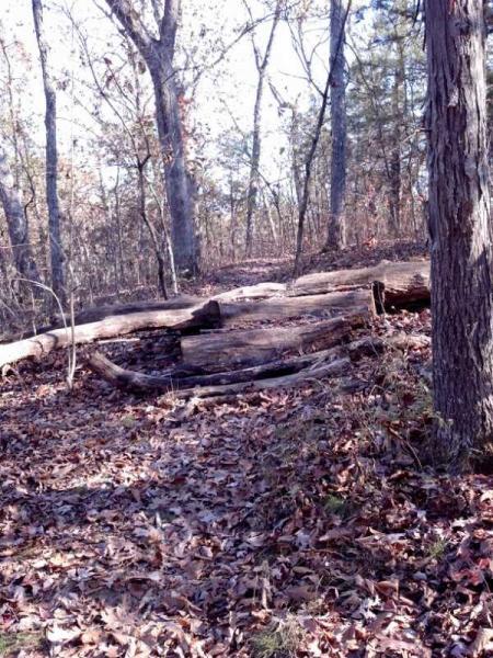 A forest scene featuring fallen logs resting on the ground, surrounded by a carpet of dried leaves and trees in the background, capturing the tranquility of a wooded area in autumn. Binder Lake mountain bike trail.