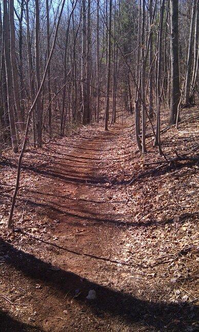 A winding dirt path through a bare forest, lined with leafless trees and scattered fallen leaves, under a clear blue sky. The trail leads into the distance, inviting exploration. Woolwine Trails [Shiners Revenge] mountain bike trail.