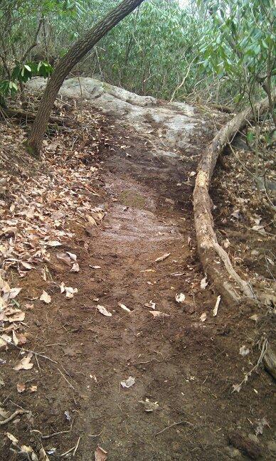 A dirt path in a wooded area, surrounded by greenery and scattered dried leaves. A fallen log lies along one side of the trail, leading into a rocky terrain in the background. Woolwine Trails [Shiners Revenge] mountain bike trail.
