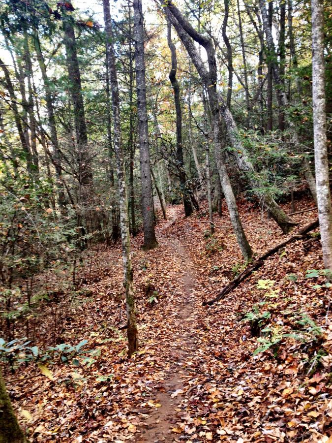 A winding dirt path through a wooded area, surrounded by tall trees with green foliage and fallen autumn leaves scattered on the ground. The trail leads into the depths of the forest, creating a serene and inviting atmosphere. Pinetree Loop / 336 mountain bike trail.