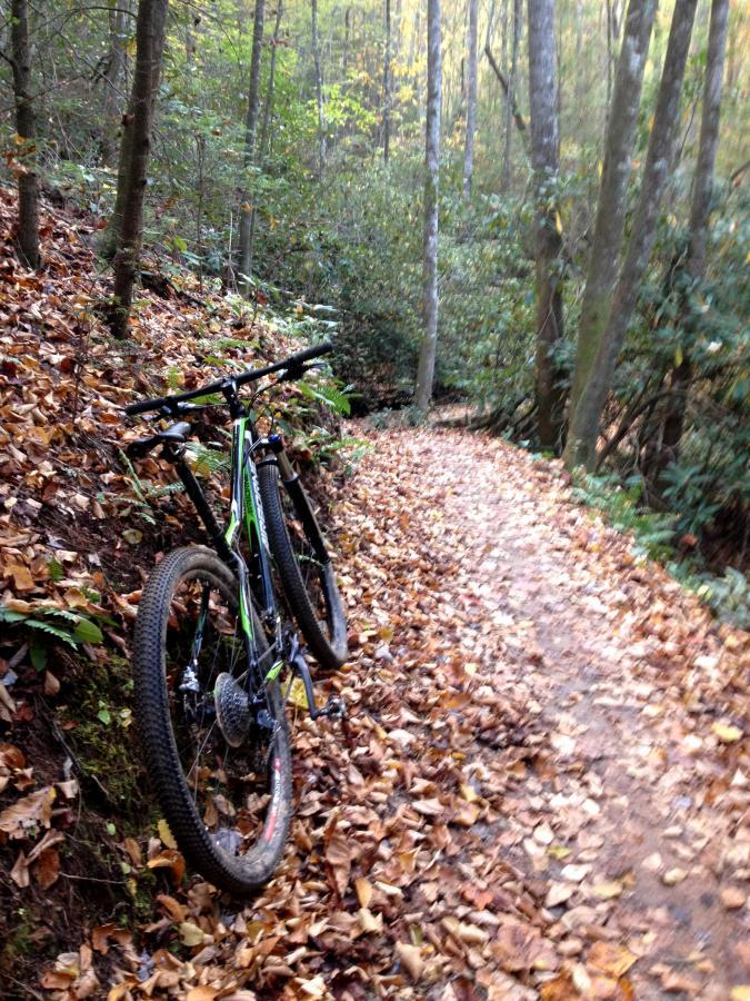 A mountain bike leaning against a tree on a dirt trail covered with fallen leaves, surrounded by tall trees and greenery in a forest setting. Homestead / 333 mountain bike trail.