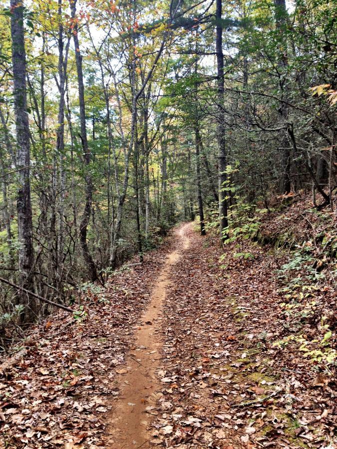 A winding dirt path through a dense forest, surrounded by tall trees with green leaves and hints of autumn colors. The ground is covered with fallen leaves, and the path is bordered by shrubs and underbrush, creating a serene and natural atmosphere. Explorer Loop / 337 mountain bike trail.