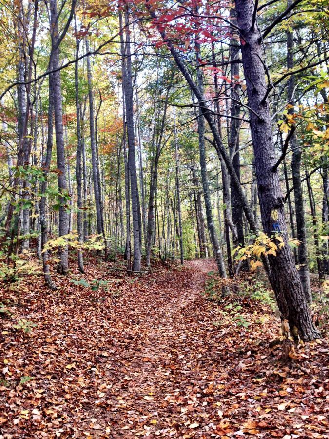 A winding dirt path through a forest, surrounded by tall trees with vibrant autumn foliage in shades of green, yellow, and red. The ground is covered with fallen leaves, creating a serene and picturesque hiking trail. Bent Creek mountain bike trail.