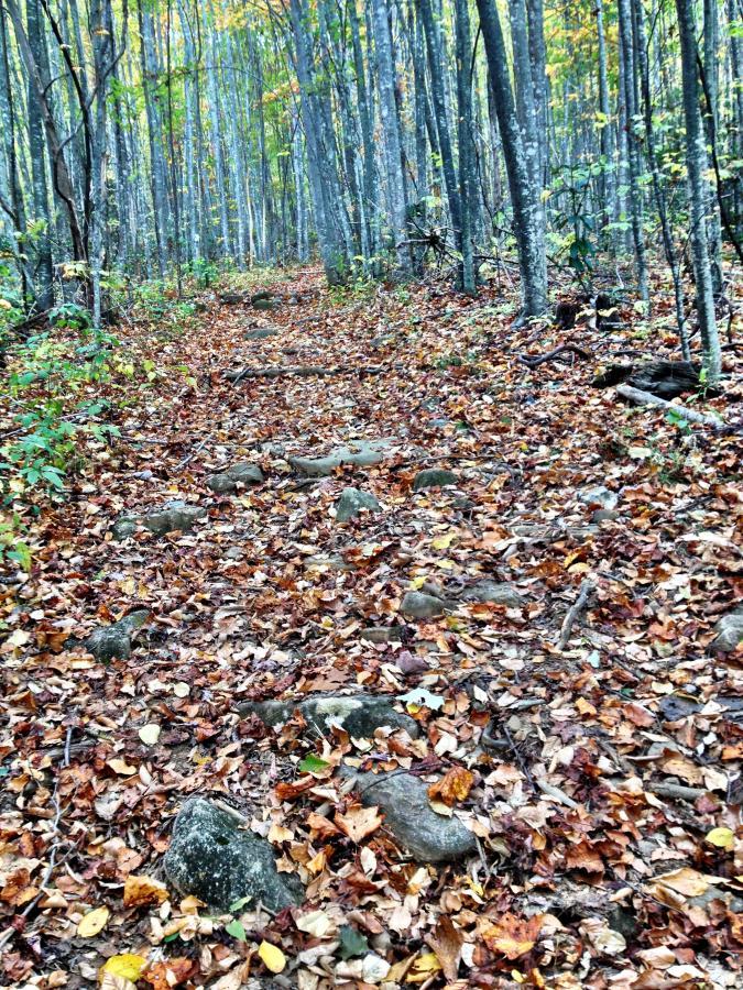 A winding forest path covered with a blanket of colorful autumn leaves and scattered rocks, surrounded by tall trees with hints of yellow and green foliage. Pilot Cove-Slate Rocks / 102 mountain bike trail.