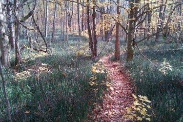 A serene forest scene featuring a narrow dirt path winding through a landscape of tall grasses and trees with autumn foliage. The trees show hints of yellow leaves, and the ground is covered with fallen leaves, creating a peaceful and inviting atmosphere. Ravenshoe / Brownhill mountain bike trail.
