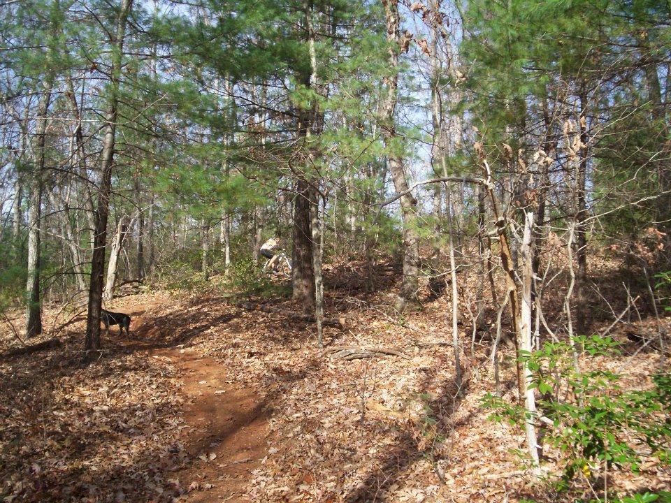 A wooded trail with a dirt path surrounded by trees and scattered leaves, featuring a person riding a bicycle in the background and a dog walking nearby. Woolwine Trails [Shiners Revenge] mountain bike trail.
