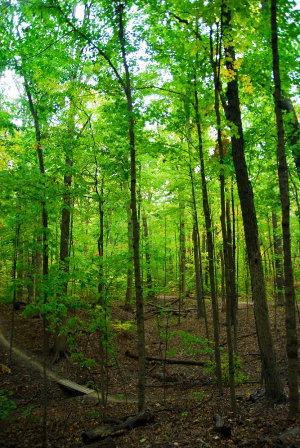 A lush green forest scene with tall trees and dense foliage, showcasing a peaceful natural environment. The ground is covered with leaves and twigs, and a small wooden bridge winds through the area. Franke Park mountain bike trail.