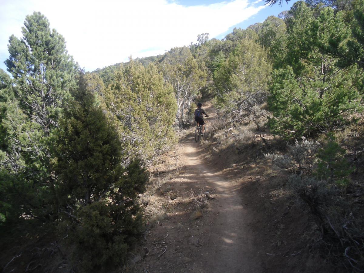 A person riding a mountain bike on a narrow dirt trail surrounded by lush green trees and shrubs in a wooded area. The Boneyard mountain bike trail.