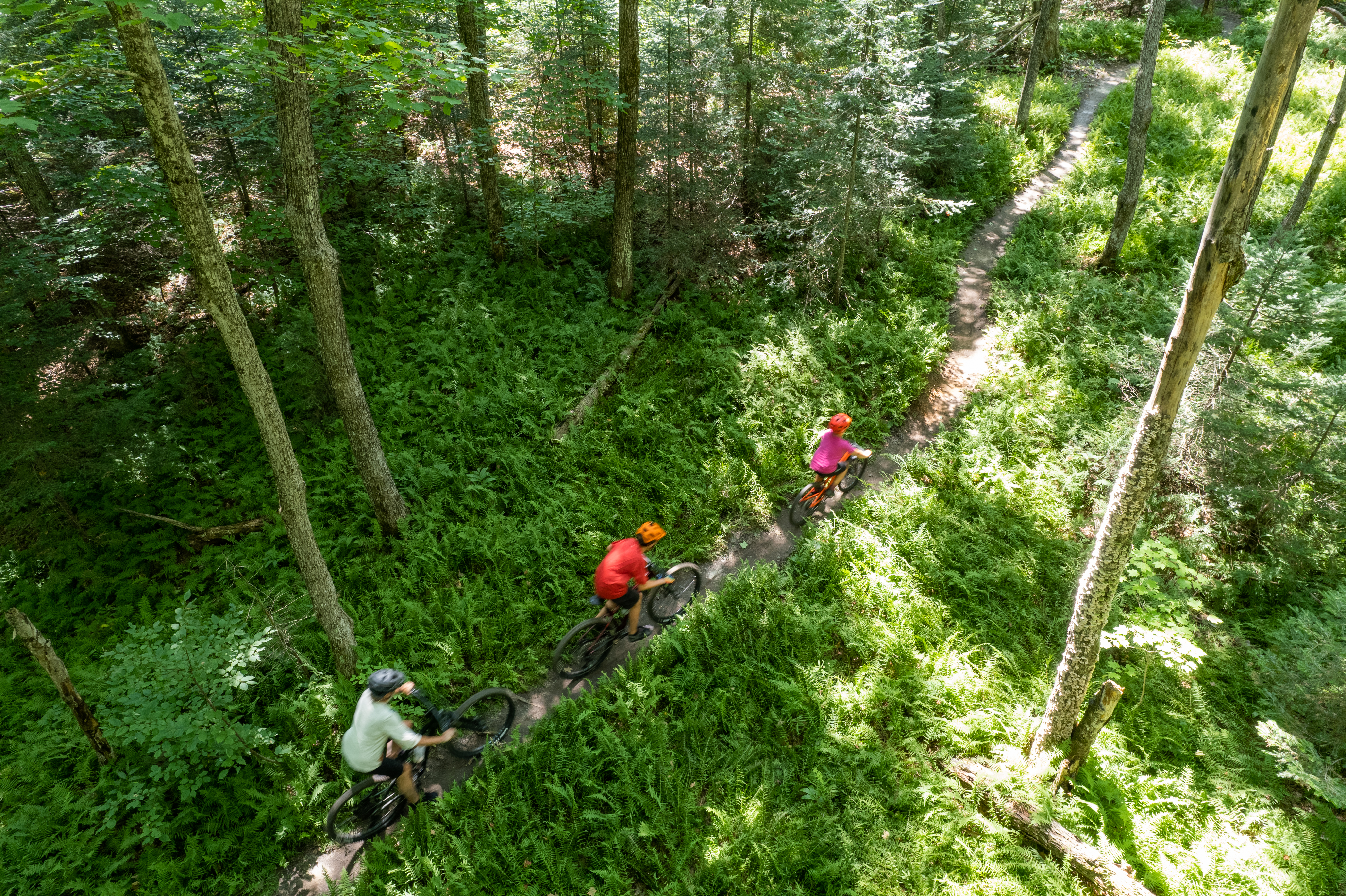Three mountain bikers ride along a winding dirt trail through a lush green forest, surrounded by tall trees and dense underbrush. The scene is bright and vibrant, showcasing the natural beauty of the outdoors. Red Pine mountain bike trail.