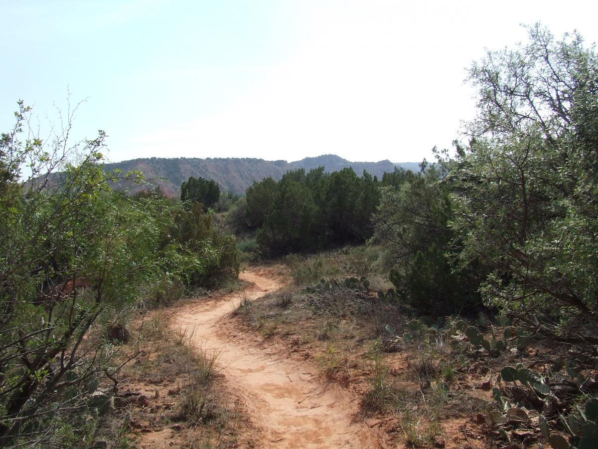 A winding dirt path leads through a sunlit landscape filled with shrubs and cacti, with rolling hills in the background under a clear sky. Captain Jack's mountain bike trail.