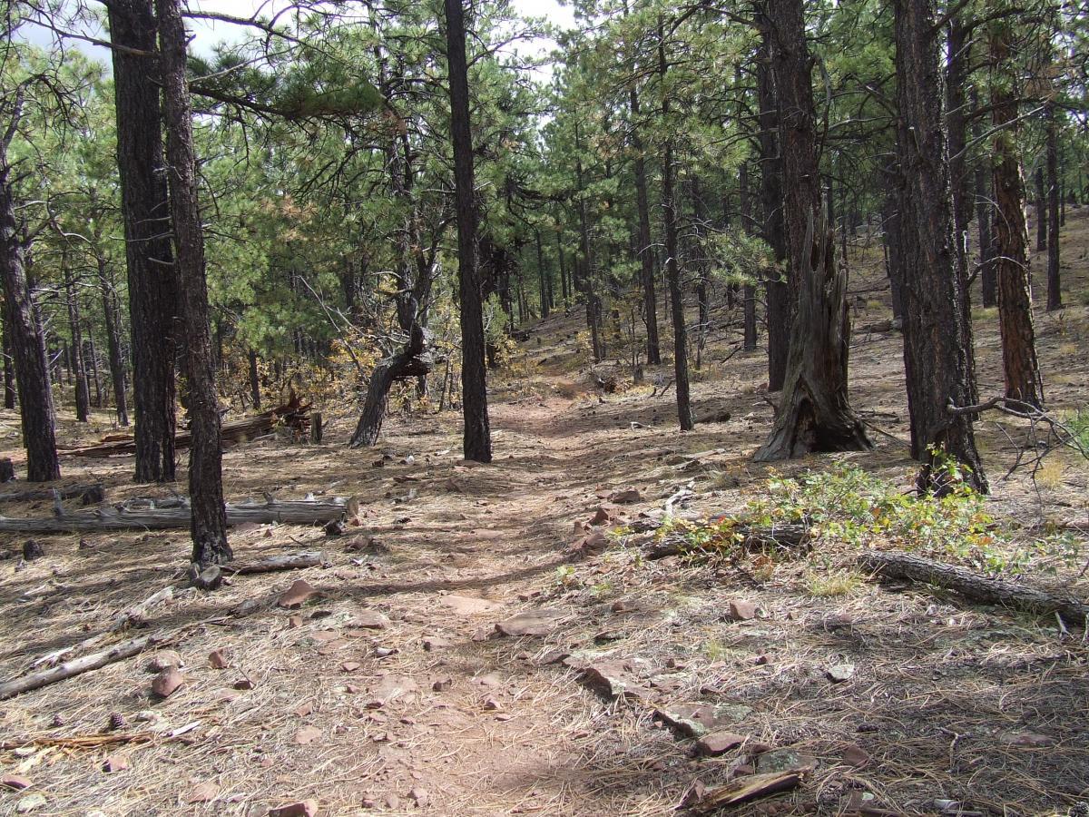 A narrow dirt path winds through a forest of tall pine trees, with scattered fallen branches and patches of dried leaves on the ground. The scene is serene and showcases a natural landscape with a mix of greenery and earthy tones under a partially cloudy sky. Quaking Aspen Trail mountain bike trail.