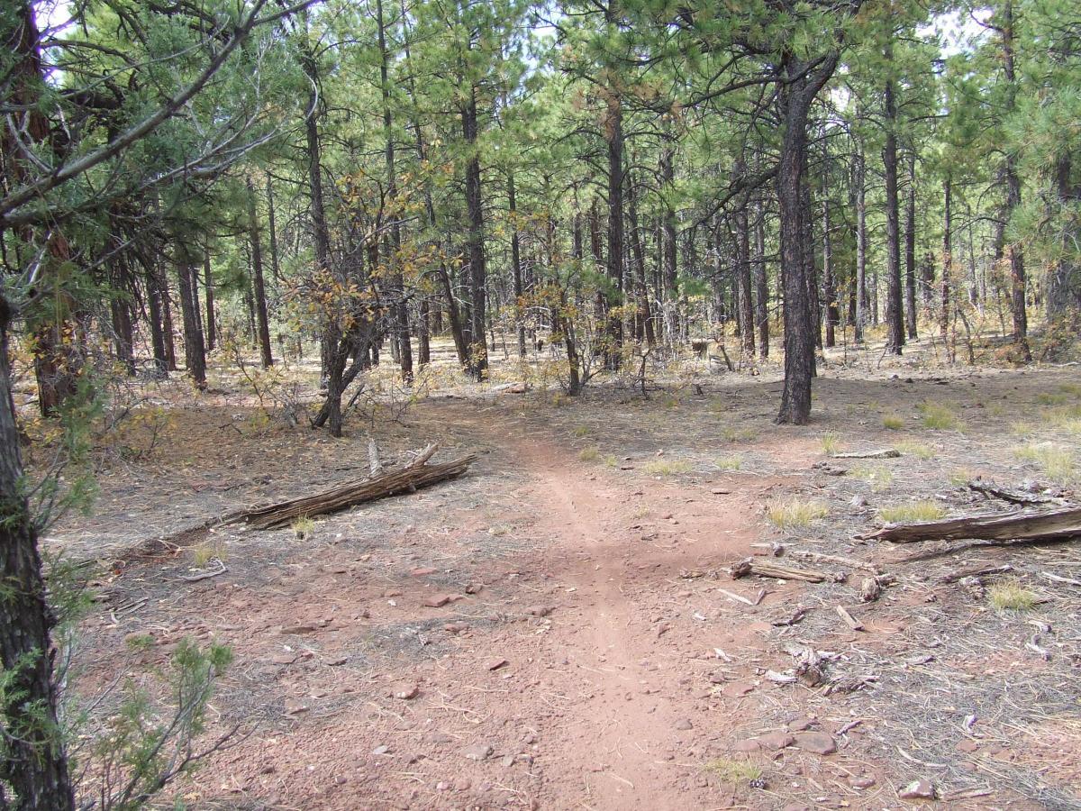 A narrow dirt path winding through a pine forest, surrounded by tall trees and scattered fallen branches, with patches of dry ground visible among the pine needles. Quaking Aspen Trail mountain bike trail.