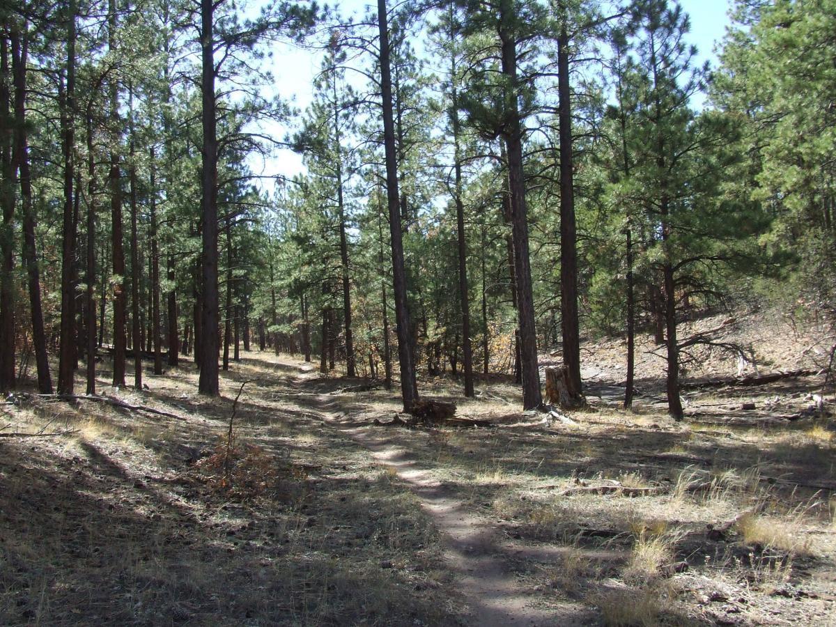 A narrow dirt path winding through a forest of tall, green pine trees, with sunlight filtering through the foliage. The ground is covered with dry grass and fallen leaves, creating a serene and natural outdoor setting. Quaking Aspen Trail mountain bike trail.