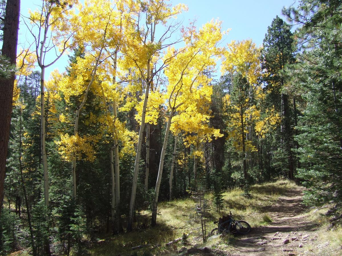 A scenic view of a forest trail lined with tall trees displaying vibrant yellow autumn leaves, surrounded by lush green evergreens. A bike rests on the ground beside the path, inviting exploration of the rich fall landscape. Schultz Creek mountain bike trail.