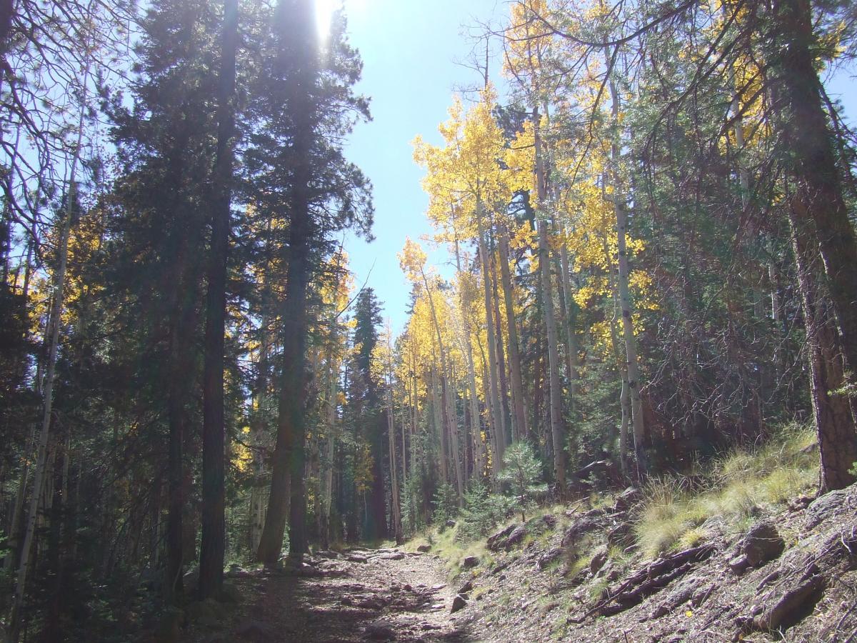 A sunny forest trail lined with tall trees, showcasing vibrant yellow leaves against a clear blue sky. The pathway is rocky and surrounded by greenery, inviting exploration and tranquility in nature. Schultz Creek mountain bike trail.