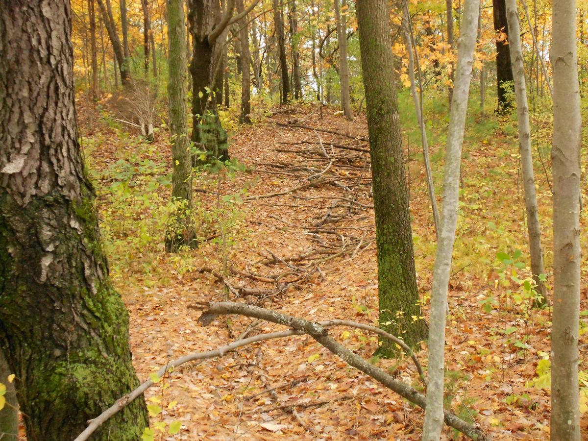 A wooded path lined with trees, featuring fallen leaves in shades of yellow and orange. Twigs and branches are scattered along the ground, creating a rustic trail that leads into the forest. Brighton Rec Area mountain bike trail.