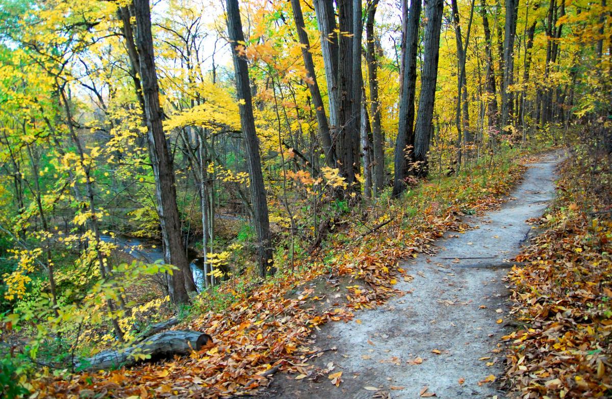 A winding dirt path bordered by trees with vibrant yellow and green leaves, leading through a serene forest in autumn. Fallen leaves cover the ground, and a small stream can be seen in the background, adding to the tranquil atmosphere of the scene. Franke Park mountain bike trail.