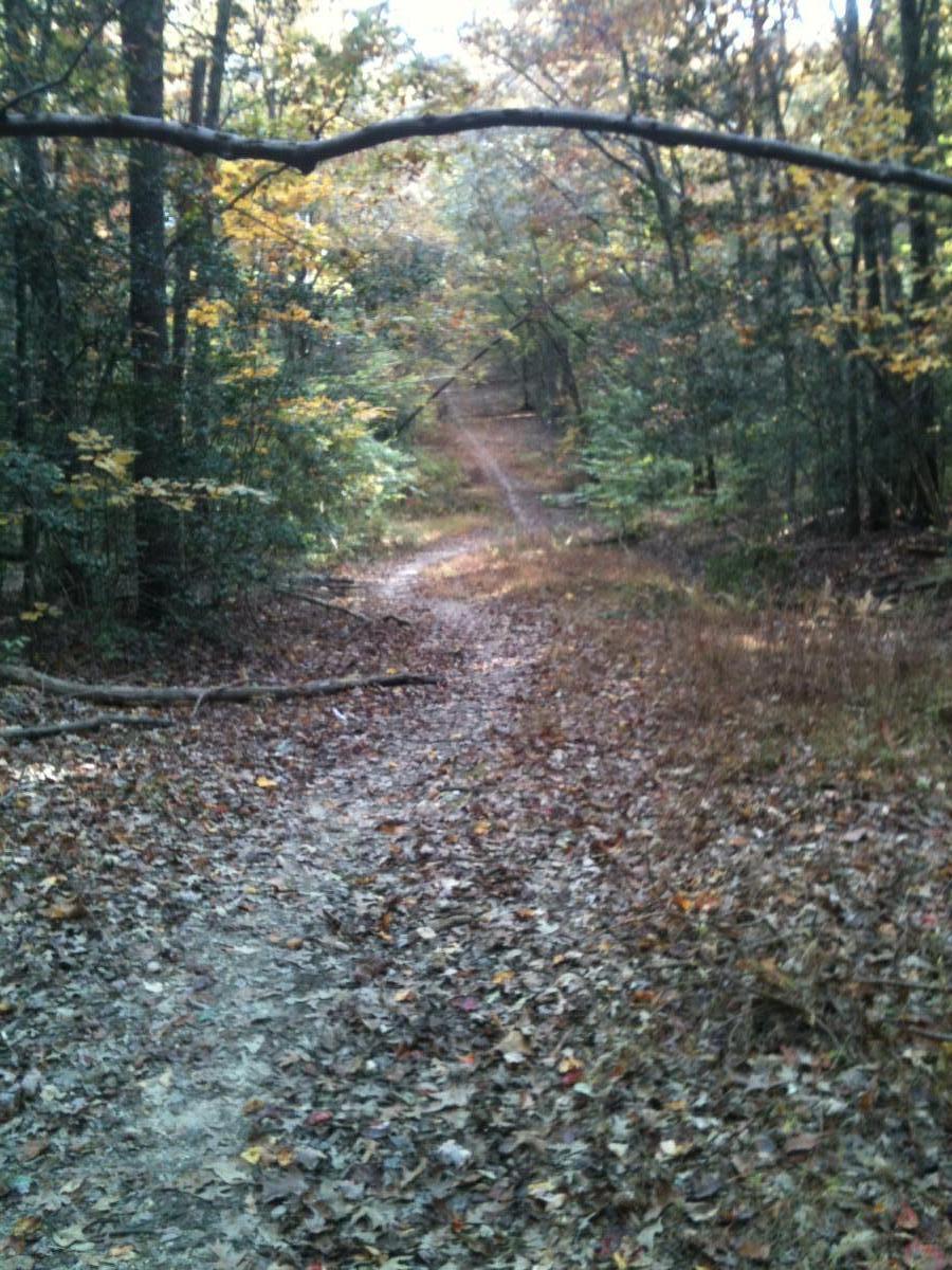 A winding dirt path through a forest covered with fallen leaves, surrounded by trees displaying autumn colors. The scene is peaceful and captures the essence of a natural, tranquil setting. Fairland Recreational Park mountain bike trail.