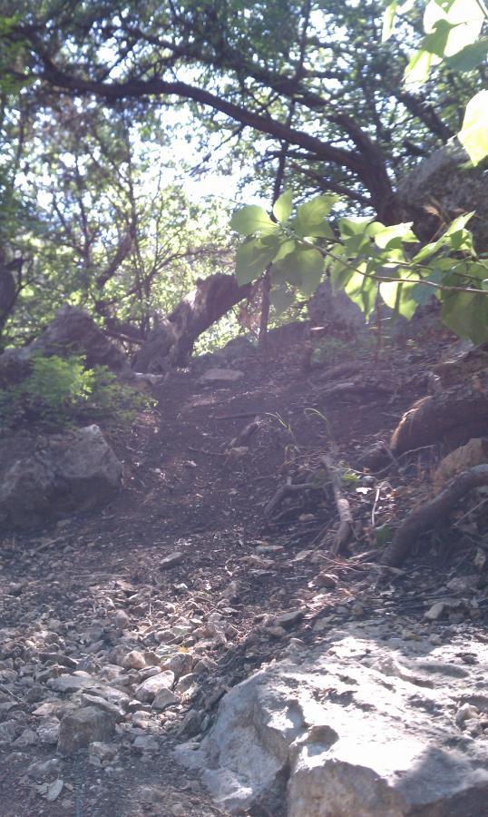A sloped trail winding through a wooded area, surrounded by lush greenery and scattered rocks. Sunlight filters through the branches of trees, casting dappled light on the path. Salado Creek mountain bike trail.