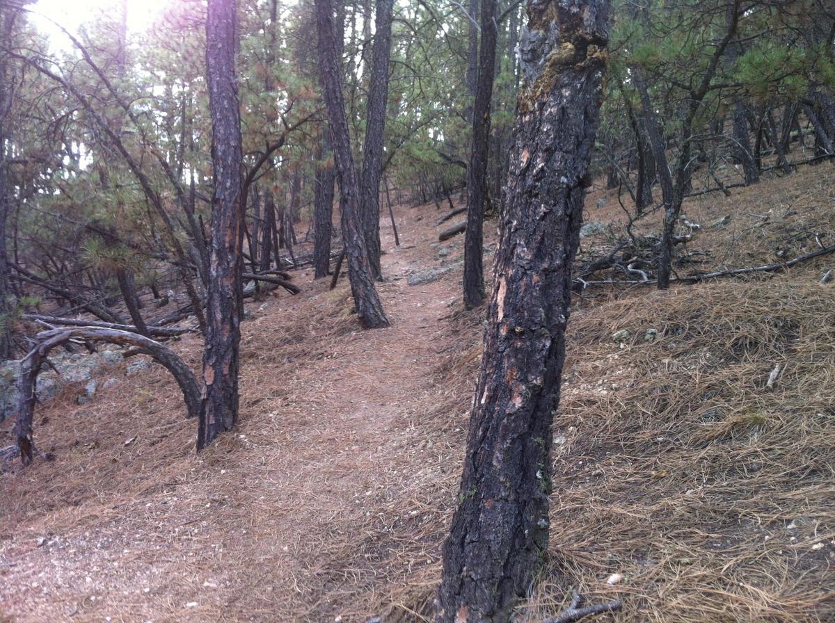 A narrow dirt path winding through a forest of tall pine trees, with scattered pine needles and rocks lining the ground. Badger Clark Historic Trail mountain bike trail.