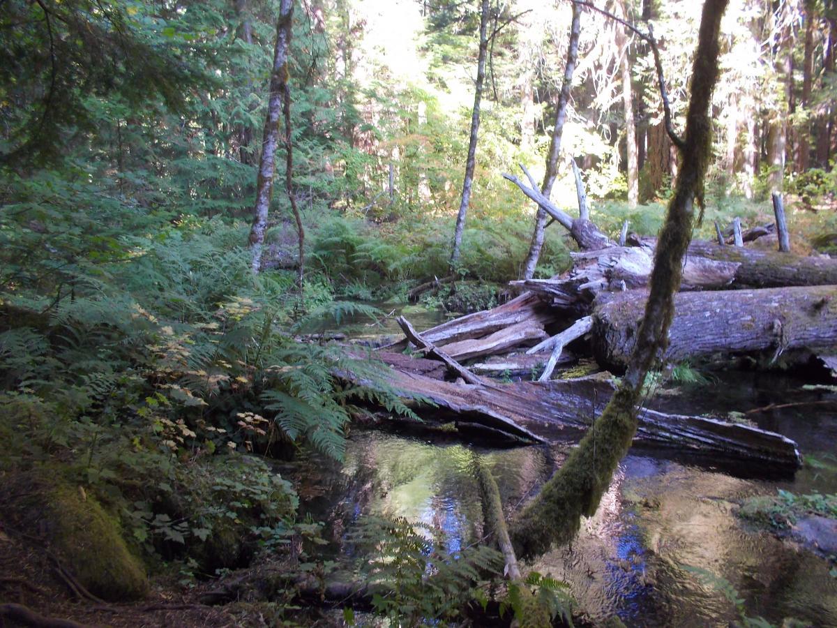 A serene forest scene featuring a small, clear stream surrounded by lush green ferns and moss-covered logs. Sunlight filters through the trees, casting dappled light on the tranquil water. Streams of fallen logs are visible, adding to the natural beauty of the woodland setting. Mckenzie River Trail mountain bike trail.