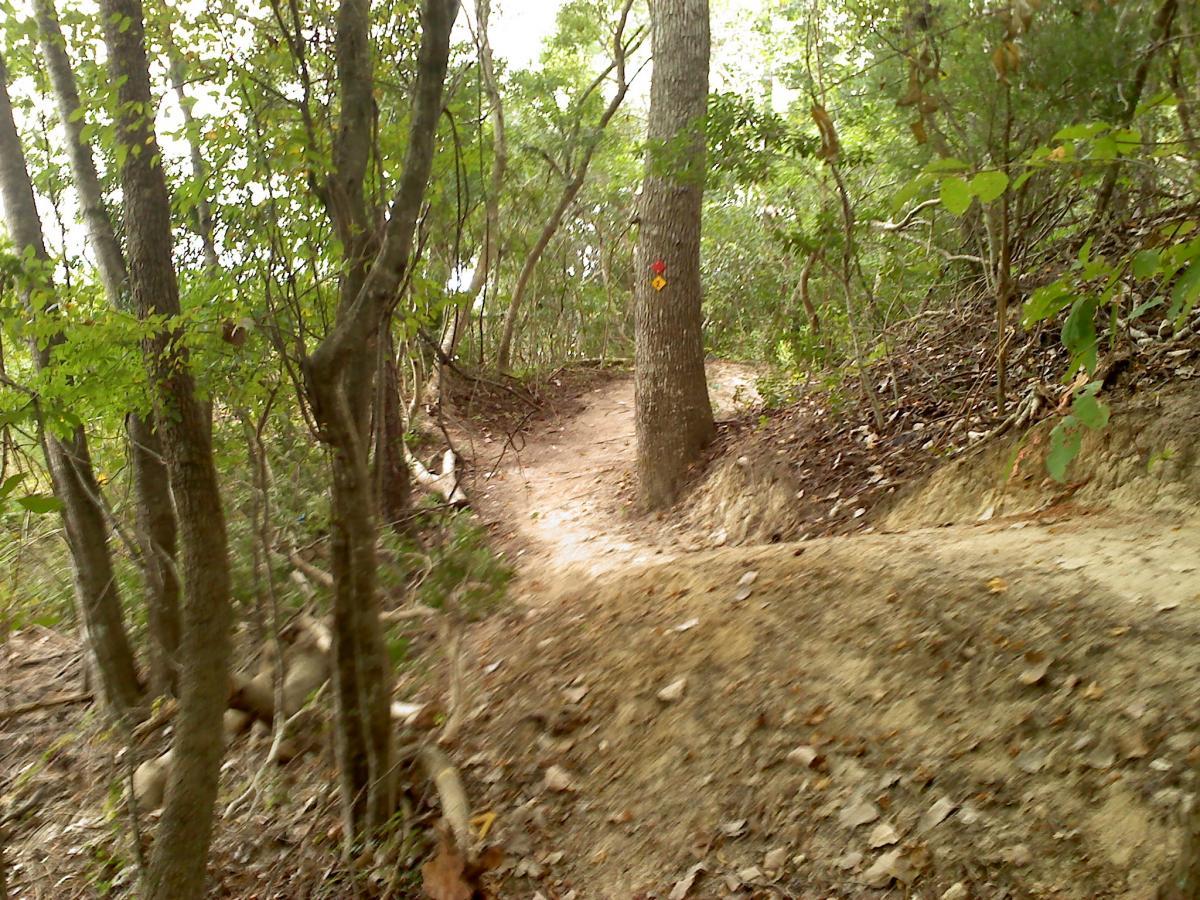 A winding dirt path through a wooded area, surrounded by green foliage and trees. A marked tree indicates the direction of the trail, leading towards a slight incline. Leaves scattered on the ground suggest the season is autumn. Wannamaker Park mountain bike trail.