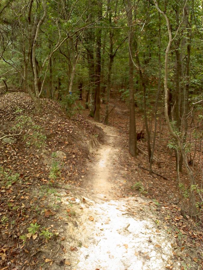 A narrow dirt trail meandering through a dense forest, surrounded by trees with green foliage and scattered autumn leaves on the ground. The path is slightly hilly, leading deeper into the woods. Wannamaker Park mountain bike trail.