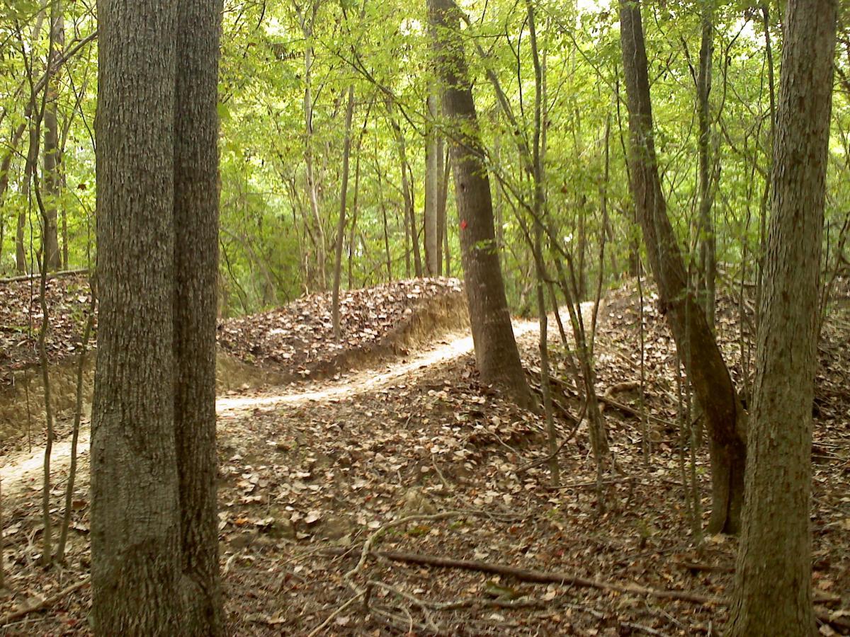 A winding dirt path through a dense forest, surrounded by tall trees and scattered leaves on the ground. The sunlight filters through the green foliage, creating a serene and natural atmosphere. Wannamaker Park mountain bike trail.
