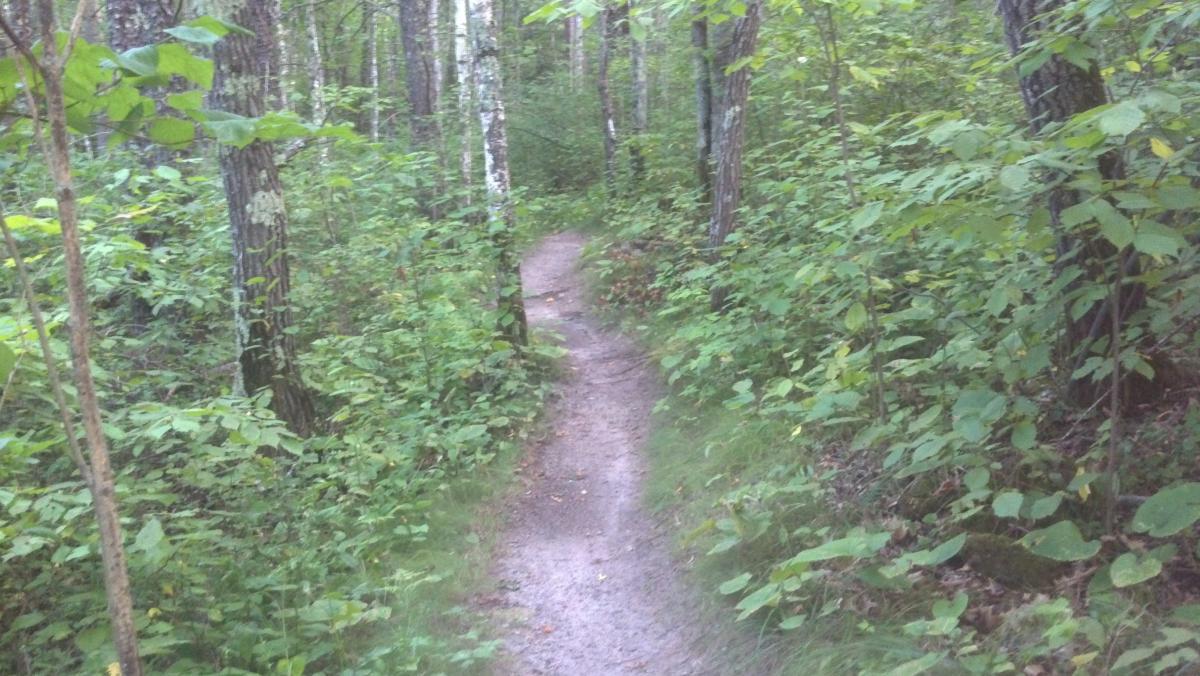 A winding dirt path meanders through a dense forest, surrounded by lush green foliage and tall trees. The sunlight filters gently through the leaves, creating a serene atmosphere in this natural setting. Movil Maze mountain bike trail.