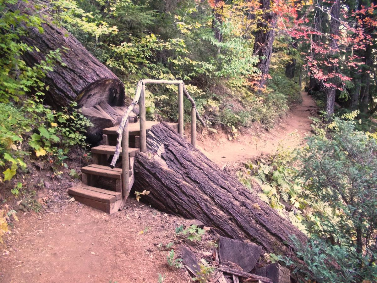 A wooden staircase leads over a large fallen tree trunk, surrounded by lush green foliage and autumn-colored leaves along a dirt trail in a forested area. Mckenzie River Trail mountain bike trail.