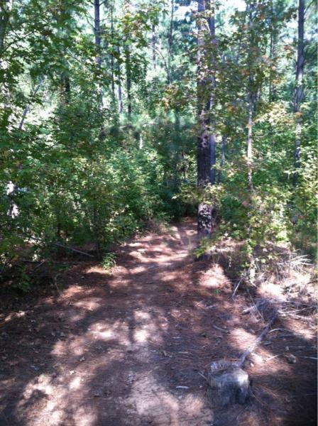 A narrow dirt path winding through a wooded area with tall trees and dense foliage, dappled sunlight filtering through the leaves. Children's Home / Pig Trail mountain bike trail.
