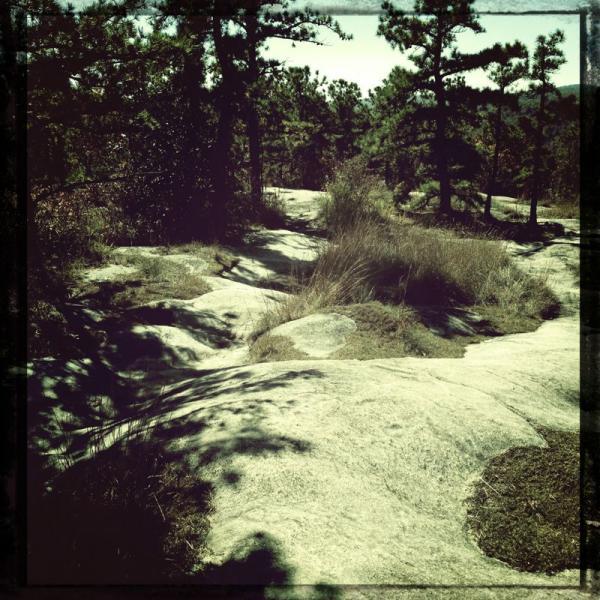A winding rocky path surrounded by tall trees and patches of grass in a natural outdoor setting. DuPont State Recreational Forest mountain bike trail.